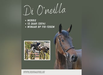 Zangersheider, Mare, 12 years, 16 hh, Brown