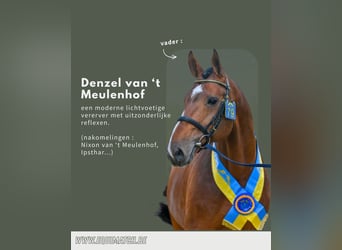 Zangersheider, Mare, 12 years, 16 hh, Brown