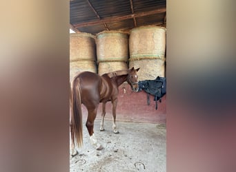 Zangersheider, Mare, 12 years, 16 hh, Chestnut-Red