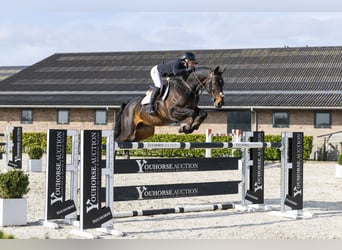 Zangersheider, Mare, 12 years, 16,1 hh, Black