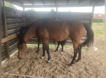 Zangersheider, Mare, 12 years, 17 hh, Brown