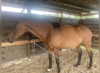 Zangersheider, Mare, 12 years, 17 hh, Brown