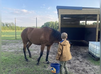 Zangersheider, Mare, 12 years, 17 hh, Brown