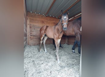 Zangersheider, Mare, 12 years, 17 hh, Brown