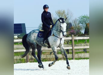 Zangersheider, Mare, 12 years, 17 hh, Grey