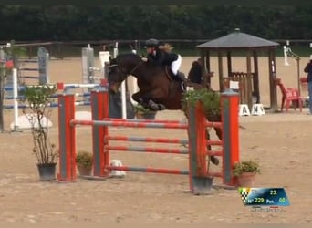 Zangersheider, Mare, 12 years, 17,1 hh, Brown