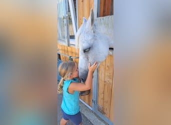 Zangersheider, Mare, 13 years, 15,3 hh, Gray