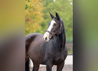 Zangersheider, Mare, 13 years, 16.1 hh, Brown
