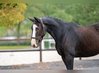 Zangersheider, Mare, 13 years, 16.1 hh, Brown