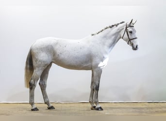 Zangersheider, Mare, 13 years, 16.2 hh