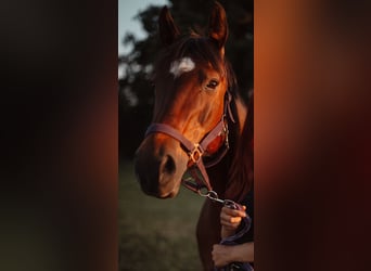 Zangersheider, Mare, 13 years, 16 hh