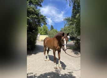 Zangersheider, Mare, 13 years, 16 hh, Chestnut