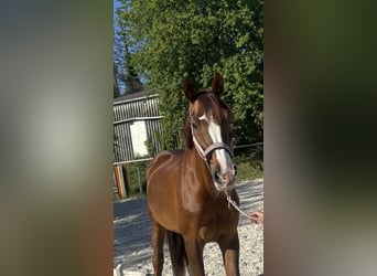 Zangersheider, Mare, 13 years, 16 hh, Chestnut