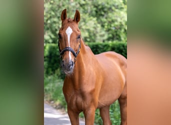 Zangersheider, Mare, 13 years, 16 hh, Chestnut-Red