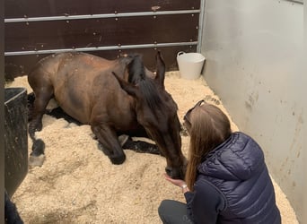 Zangersheider, Mare, 14 years, 16.2 hh, Bay-Dark