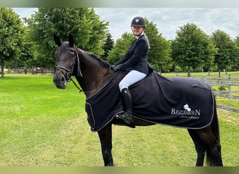 Zangersheider, Mare, 14 years, 16.2 hh, Bay-Dark