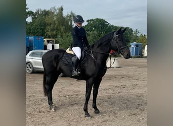 Zangersheider, Mare, 14 years, 16.2 hh, Bay-Dark