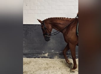 Zangersheider, Mare, 14 years, 16,2 hh, Chestnut-Red