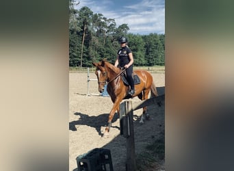 Zangersheider, Mare, 14 years, 16,2 hh, Chestnut-Red