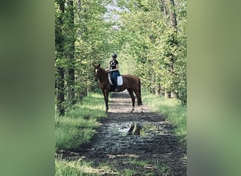 Zangersheider, Mare, 14 years, 16,2 hh, Chestnut-Red