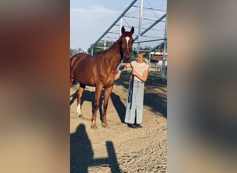 Zangersheider, Mare, 14 years, 16,2 hh, Chestnut-Red