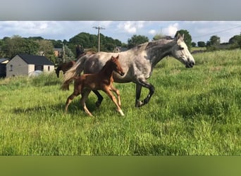 Zangersheider, Mare, 14 years, 16.3 hh, Grey