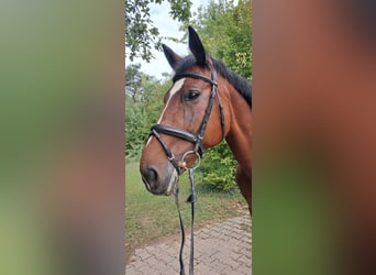 Zangersheider, Mare, 14 years, 16 hh, Brown