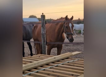 Zangersheider, Mare, 14 years, 16 hh, Chestnut-Red