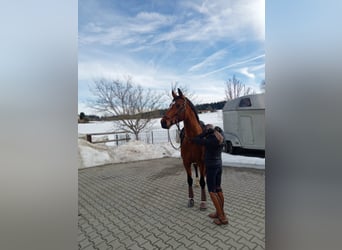 Zangersheider, Mare, 14 years, 16,1 hh, Brown