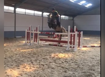 Zangersheider, Mare, 14 years, 16,3 hh, Grey