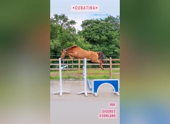 Zangersheider, Mare, 14 years, 16,3 hh, Grey