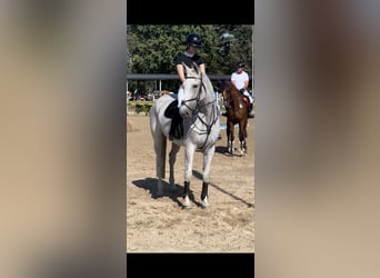 Zangersheider, Mare, 14 years, 17.1 hh, Grey-Fleabitten Zangersheider, Mare, 14 years, 17.1 hh, Grey-Fleabitten
