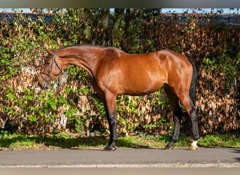 Zangersheider, Mare, 14 years, 17 hh, Brown
