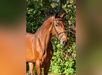 Zangersheider, Mare, 14 years, 17 hh, Brown