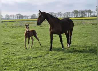 Zangersheider, Mare, 14 years, 17 hh, Brown