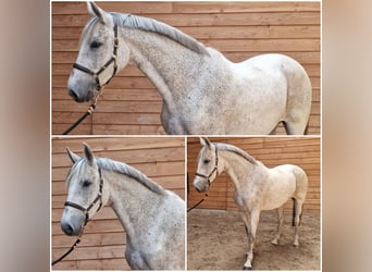 Zangersheider, Mare, 14 years