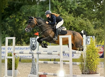 Zangersheider, Mare, 15 years, 15,2 hh, Brown
