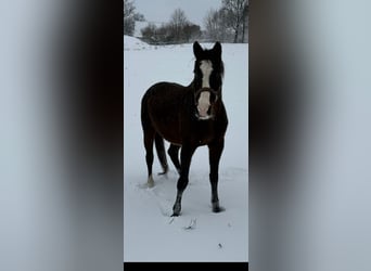 Zangersheider, Mare, 15 years, 16.2 hh, Brown
