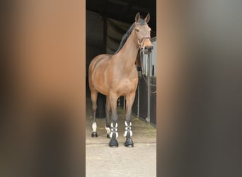 Zangersheider, Mare, 15 years, 16 hh, Brown