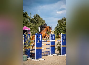 Zangersheider, Mare, 15 years, 16,1 hh, Chestnut-Red