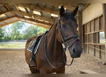 Zangersheider, Mare, 15 years, 17.1 hh, Brown