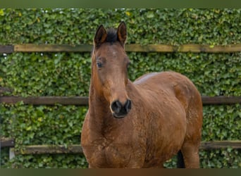 Zangersheider, Mare, 16 years, 16,2 hh, Brown