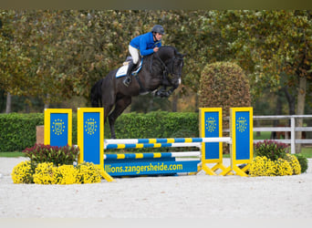 Zangersheider, Mare, 16 years, 16,3 hh, Bay