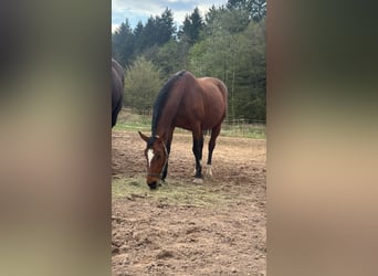 Zangersheider, Mare, 17 years, 15.3 hh, Brown