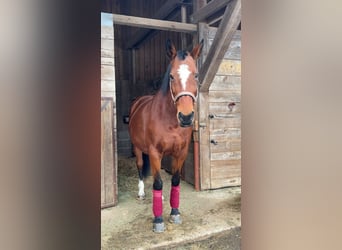 Zangersheider, Mare, 17 years, 15.3 hh, Brown
