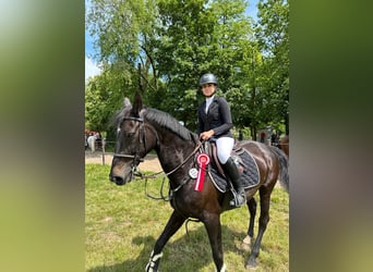 Zangersheider, Mare, 17 years, 16 hh, Black