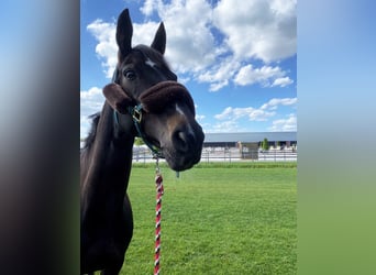 Zangersheider, Mare, 17 years, 16 hh, Black