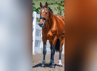 Zangersheider, Mare, 17 years, 16,2 hh, Brown