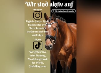 Zangersheider, Mare, 17 years, 16,2 hh, Brown