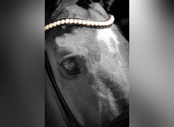 Zangersheider, Mare, 17 years, 16,2 hh, Brown